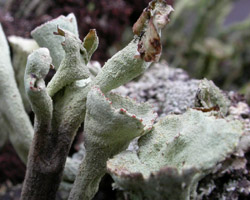 Cladonia deformis (L.) Hoffm. ss. auct. europ. pp.
= Cladonia sulphurina pp.
 