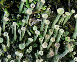 Cladonia fimbriata (L.) Fr.