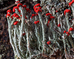 Cladonia floerkeana (Fr.) Flörke
