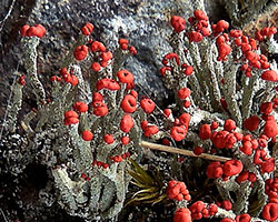 Cladonia floerkeana (Fr.) Flörke