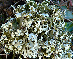 Cladonia foliacea subsp. endiviifolia (Dicks.) Boistel