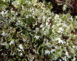 Cladonia foliacea (Huds.) Willd. subsp. foliacea