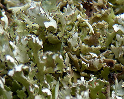 Cladonia foliacea (Huds.) Willd. subsp. foliacea