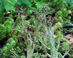 Cladonia furcata subsp. furcata var. corymbosa (Ach.) Nyl.