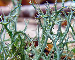 Cladonia furcata subsp. furcata var. corymbosa (Ach.) Nyl.