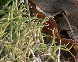 Cladonia furcata subsp. furcata var. palamaea (Ach.) Nyl.