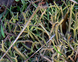 Cladonia furcata subsp. furcata var. palamaea (Ach.) Nyl.