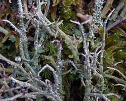 Cladonia furcata subsp. furcata var. pinnata (Flörke) Vaïn.