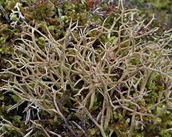 Cladonia furcata (Huds.) Schrad. subsp. furcata var. furcata