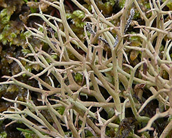 Cladonia furcata (Huds.) Schrad. subsp. furcata var. furcata