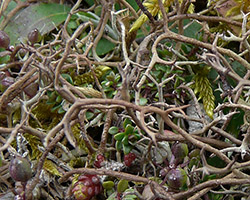 Cladonia furcata subsp. subrangiformis (L. Scriba ex Sandst.) Pisut 