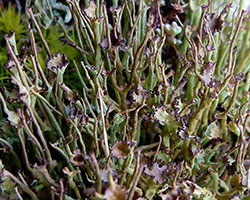 Cladonia gracilis (L.) Willd.