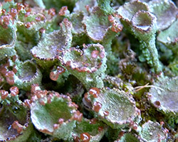 Cladonia grayi G. Merr. ex Sandst. Cf.