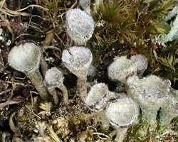 Cladonia grayi G. Merr. ex Sandst. Cf.