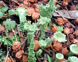 Cladonia humilis Cf. forma