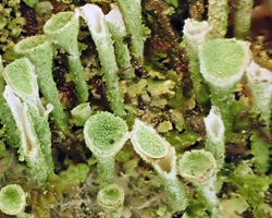 Cladonia merochlorophaea Asah. var. merochlorophaea Cf.