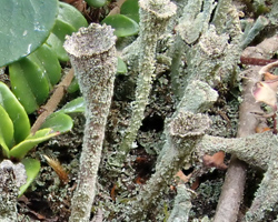 Cladonia novochlorophaea (Sipman) Brodo & Ahti Cf.