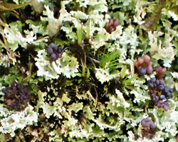 Cladonia parasitica (Hoffm.) Hoffm.