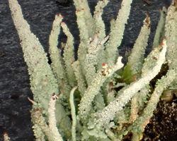 Cladonia polydactyla var. umbricola (Tonsberg & Ahti) Coppins