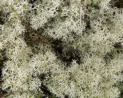 Cladonia portentosa forma condensata
