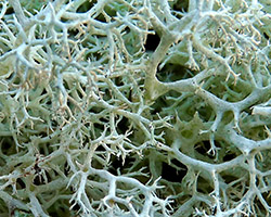 Cladonia portentosa forma laxiuscula