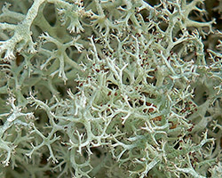 Cladonia portentosa forma laxiuscula