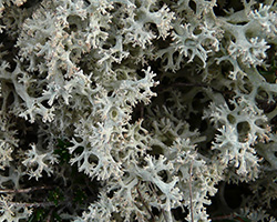 Cladonia portentosa (Dufour) Coem. forma portentosa