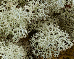 Cladonia portentosa forma condensata