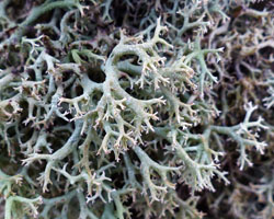 Cladonia portentosa forme lignicole