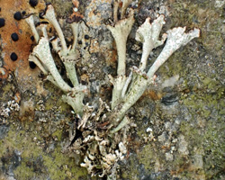 Cladonia pulvinata (Sandst.) van Herk & Aproot