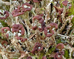 Cladonia ramulosa (With.) J. R. Laundon s.l.