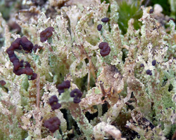 Cladonia ramulosa morpho cladomorpha