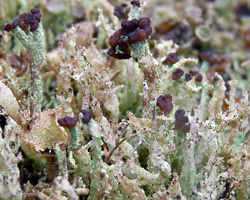 Cladonia ramulosa morpho cladomorpha