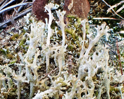 Cladonia ramulosa morpho phyllophora
