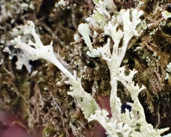 Cladonia ramulosa morpho phyllophora