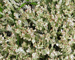 Cladonia ramulosa morpho ramulosa