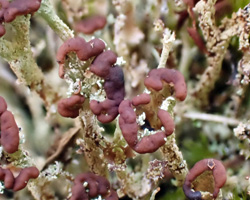 Cladonia ramulosa morpho scyphifera