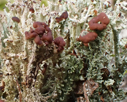 Cladonia ramulosa morpho squamulifera
