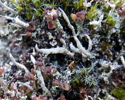 Cladonia ramulosa morpho subacuta