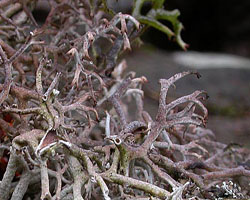 Cladonia rangiferina (L.) Weber ex F. H. Wigg.