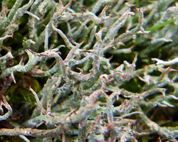 Cladonia rangiformis morpho pungens.