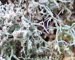 Cladonia rangiformis morpho sorediata
