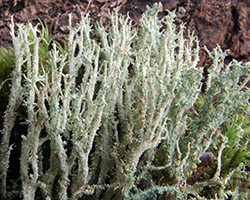Cladonia squamosa (Scop.) Hoffm. var. squamosa