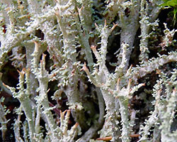 Cladonia squamosa (Scop.) Hoffm. var. squamosa