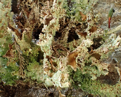 Cladonia squamosa var. squamosa morph à intérieur brun.