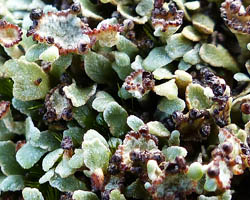 Cladonia subcervicornis (Vain.) Kernst.