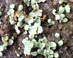 Cladonia subcervicornis forme juvénile.