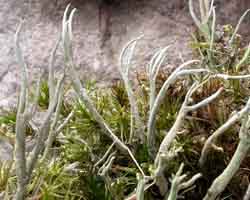 Cladonia subulata (L.) F. H. Wigg.