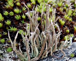 Cladonia subulata var. radiata (Schreb.) Ozenda & Clauzade