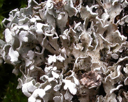 Cladonia symphycarpia (Flörke) Fr.
